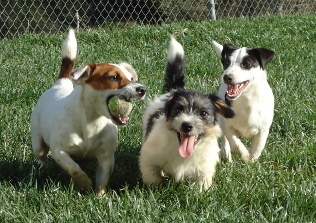 Kippie, BooBoo and Opal